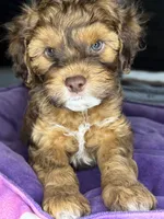  neo, a male Cockapoo and Poodle - Miniature  for sale in Leominster, MA – 8 of 8