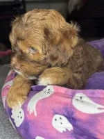  neo, a male Cockapoo and Poodle - Miniature  for sale in Leominster, MA – 3 of 8