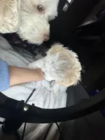 Mini, a female Maltipoo for sale in Leominster, MA – Photo 4 of 7