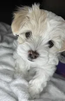 Mini, a female Maltipoo for sale in Leominster, MA – Photo 2 of 7