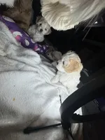 Mini, a female Maltipoo for sale in Leominster, MA – Photo 7 of 7