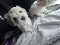 Mini, a female Maltipoo for sale in Leominster, MA – Photo 5 of 7