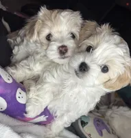 Mini, a female Maltipoo for sale in Leominster, MA – Photo 1 of 7