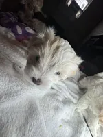 Mini, a female Maltipoo for sale in Leominster, MA – Photo 6 of 7