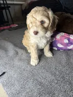 vincent , a male Cockapoo and Poodle - Miniature  for sale in Leominster, MA – 7 of 9