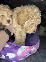 naila, a female Cockapoo and Poodle - Miniature  for sale in Leominster, MA – 6 of 6