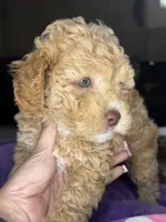 naya, a female Cockapoo for sale in Leominster, MA – 2 of 4