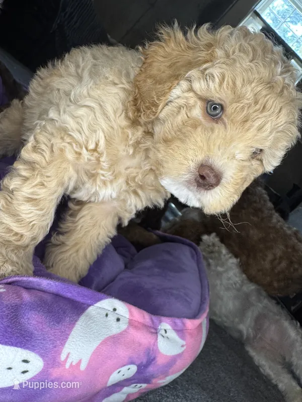 naila – Cockapoo, Poodle - Miniature  puppy for sale in Leominster, MA