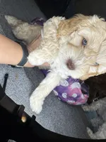 vincent , a male Cockapoo and Poodle - Miniature  for sale in Leominster, MA – 9 of 9