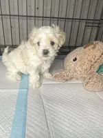 D, a male Maltipoo for sale in Leominster, MA – 2 of 4