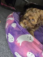  neo, a male Cockapoo and Poodle - Miniature  for sale in Leominster, MA – 6 of 8