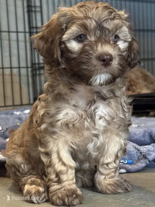 zea – Cockapoo, Poodle - Miniature  puppy for sale in Leominster, MA
