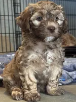 zea, a female Cockapoo and Poodle - Miniature  for sale in Leominster, MA – 1 of 4