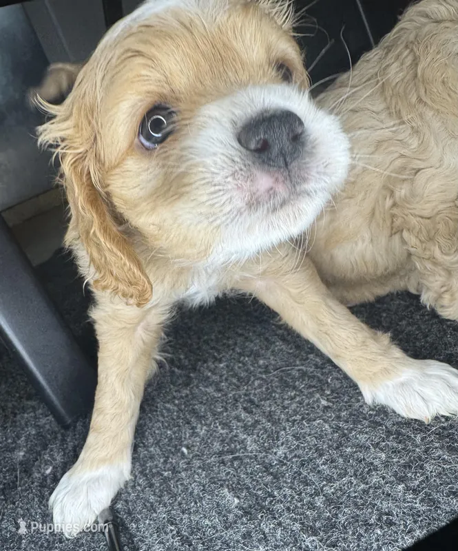 kiki – Cockapoo puppy for sale in Leominster, MA