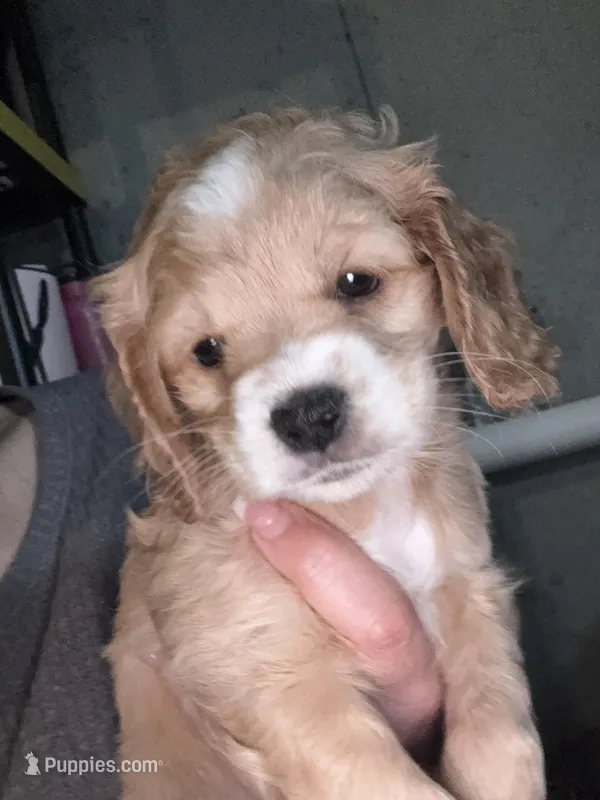 kiki – Cockapoo puppy for sale in Leominster, MA
