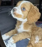 kiki, a female Cockapoo for sale in Leominster, MA – Photo 1 of 3