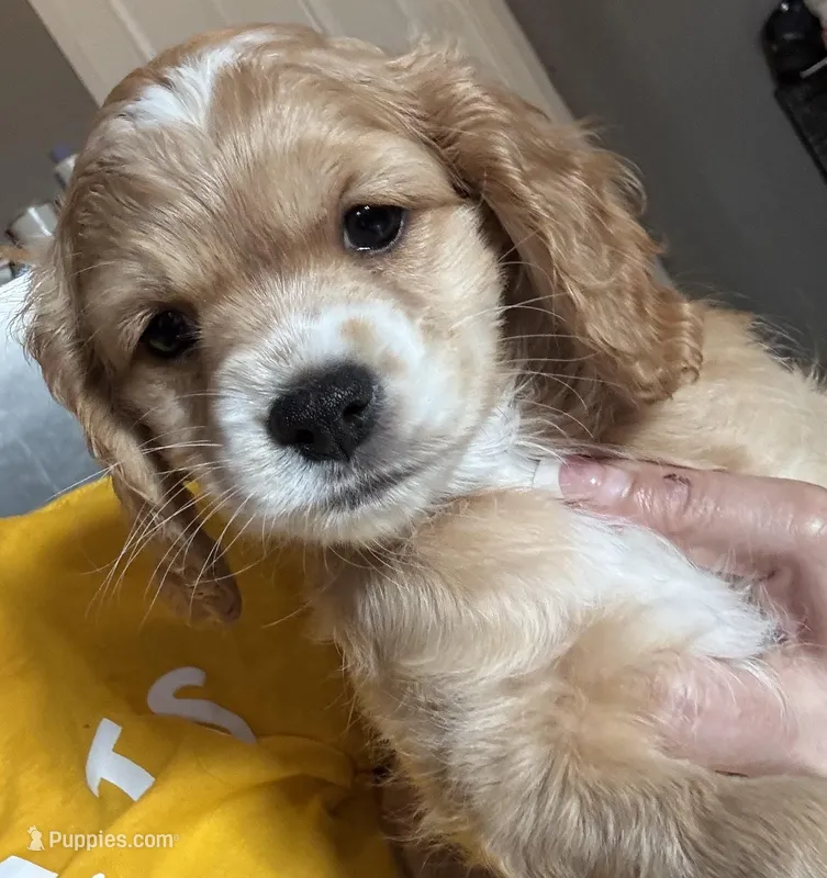 kiki – Cockapoo puppy for sale in Leominster, MA