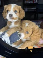 kiki, a female Cockapoo for sale in Leominster, MA – Photo 3 of 3