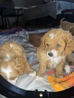 kiki, a female Cockapoo for sale in Leominster, MA – Photo 2 of 3