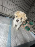 B, a female Maltipoo for sale in Leominster, MA – 2 of 3