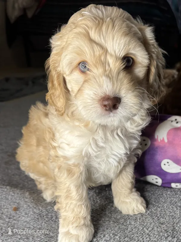vincent  – Cockapoo, Poodle - Miniature  puppy for sale in Leominster, MA