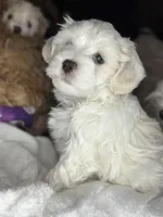 Icei teddy bear , a male Maltipoo for sale in Leominster, MA – Photo 1 of 8