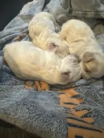 processed/77778a84-69d9-4ca5-b17b-6a2607cb091c/listing/e6b2b4d6-8ec7-4fb5-8243-769e34a6c340/8bb72aed-d4e4-4306-a4c5-98e7379775b2