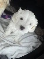 Icei teddy bear , a male Maltipoo for sale in Leominster, MA – Photo 2 of 8