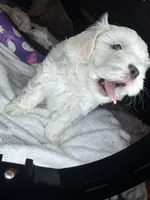 Icei teddy bear , a male Maltipoo for sale in Leominster, MA – Photo 4 of 8