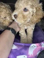 naila, a female Cockapoo and Poodle - Miniature  for sale in Leominster, MA – 3 of 6