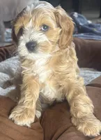 tina, a female Cockapoo for sale in Leominster, MA – Photo 4 of 6