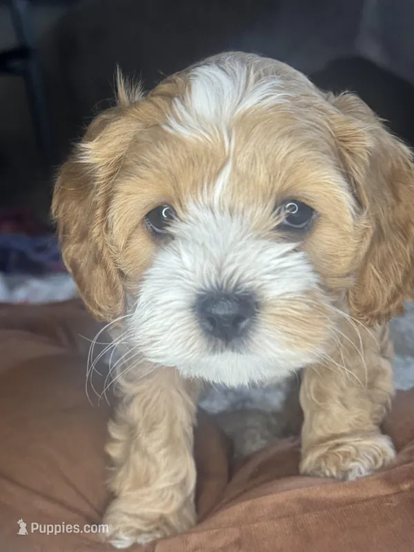 tina – Cockapoo puppy for sale in Leominster, MA