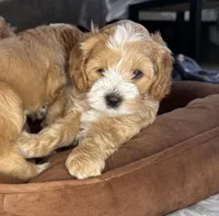 tina, a female Cockapoo for sale in Leominster, MA – Photo 2 of 6
