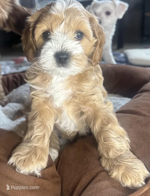 tina, a female Cockapoo for sale in Leominster, MA – Photo 1 of 6