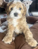 tina, a female Cockapoo for sale in Leominster, MA – Photo 1 of 6