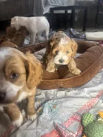 tina, a female Cockapoo for sale in Leominster, MA – Photo 6 of 6