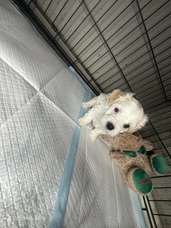 C – Maltipoo puppy for sale in Leominster, MA