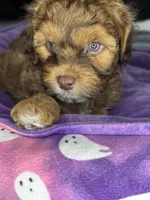  neo, a male Cockapoo and Poodle - Miniature  for sale in Leominster, MA – 5 of 8