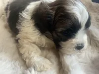 processed/777974d7-4480-4c0a-bbb9-260ea622124e/listing/11400d7c-e74e-4e34-96a7-8c52dd8db52b/46930c26-4da1-4a6e-a554-359e784f9b66