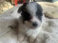 Jewel, a female Poodle - Toy  for sale in Ringling, OK – Photo 1 of 5