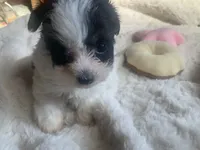 Jewel, a female Poodle - Toy  for sale in Ringling, OK – Photo 2 of 5