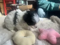 Jewel, a female Poodle - Toy  for sale in Ringling, OK – Photo 4 of 5