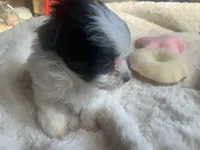 Jewel, a female Poodle - Toy  for sale in Ringling, OK – Photo 3 of 5