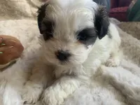 processed/777974d7-4480-4c0a-bbb9-260ea622124e/listing/d0a8f6f2-290e-4525-8833-40ccc6e0f355/4219ea2e-1ed1-47d8-98b8-1b52df38aee3