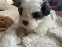 processed/777974d7-4480-4c0a-bbb9-260ea622124e/listing/d0a8f6f2-290e-4525-8833-40ccc6e0f355/8414dc65-a453-4a7a-badb-e808bd68b610