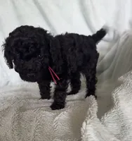 Lilly , a female Cockapoo for sale in Montgomery, IN – 3 of 3