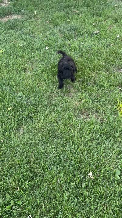 Bentley , a male Cockapoo for sale in Montgomery, IN – 9 of 10