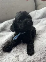 Sammy , a male Cockapoo for sale in Montgomery, IN – 3 of 3