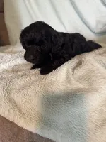 Bentley , a male Cockapoo for sale in Montgomery, IN – 4 of 4