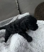 Bentley , a male Cockapoo for sale in Montgomery, IN – 3 of 4